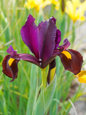 Photo of Iris Red Ember Dutch (X10)