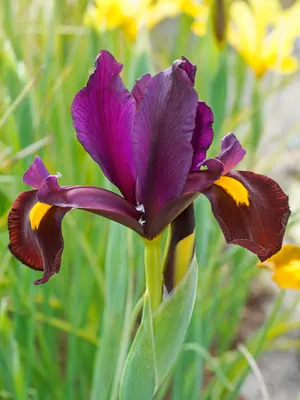 Link to Iris Red Ember