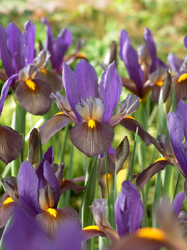 Dutch Iris Eye of the Tiger