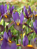 Dutch Iris Eye of the Tiger