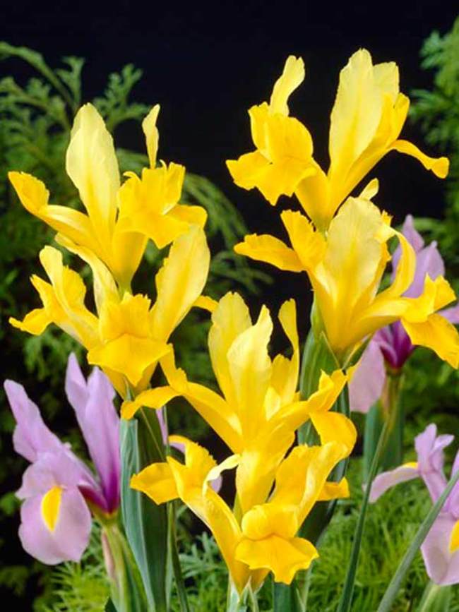 Dutch-Iris Golden-Beauty