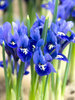 Dwarf Iris Harmony