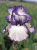Iris Hemstitched