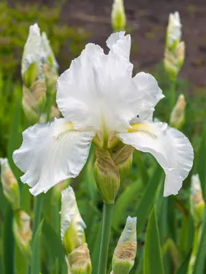 Iris Banbury Ruffles | Bluestone Perennials