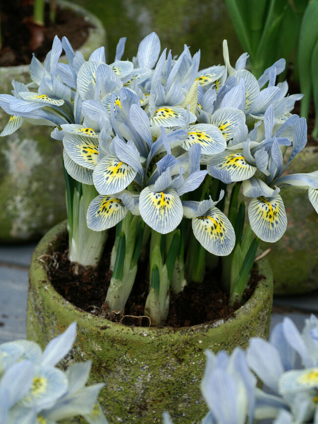 Dwarf-Iris Katherine Hodgkin