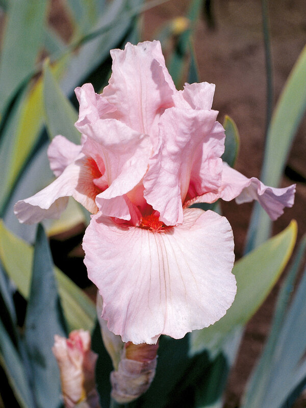Iris Lenora Pearl