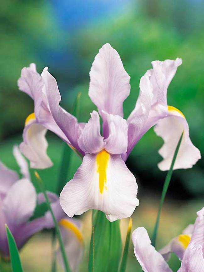 Iris Mauve Queen Dutch -- Bluestone Perennials
