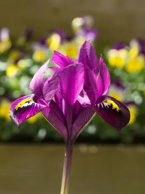 Link to Iris Purple Hill