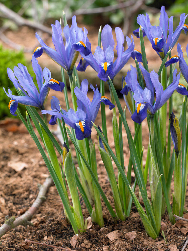 How to Grow and Care for Iris Reticulata