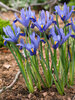 Dwarf Iris Reticulata