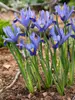 Dwarf Iris Reticulata