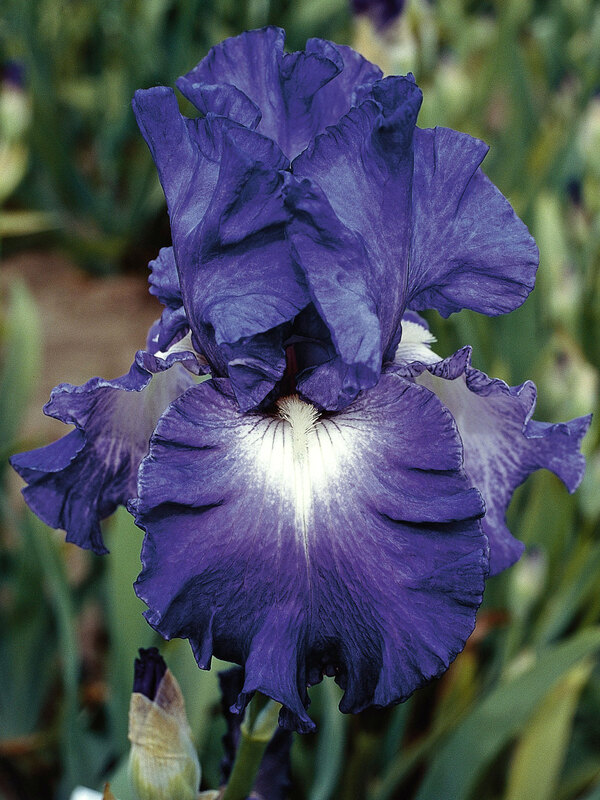 Iris Speeding Again