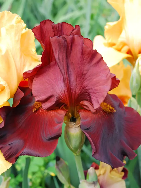 Bluestone Perennials Iris War Chief