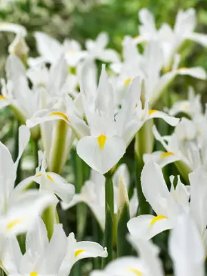 Link to Iris White Excelsior