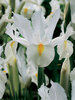 Dutch-Iris White-Wedgewood