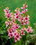 Ixia Pink