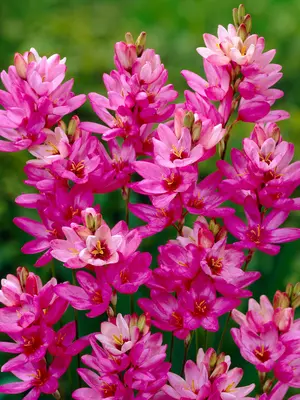 Link to Ixia Rose Emperor