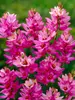 Ixia Rose Emperor