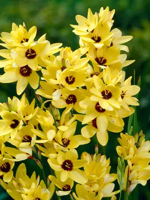 Link to Ixia Yellow Emperor
