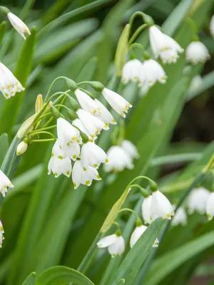 Link to Leucojum Gravetye Giant