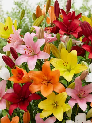 Link to Lily Asiatic Mix Value Pack