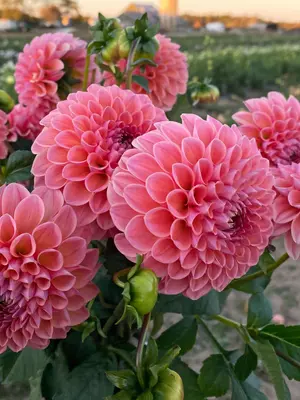 Link to Dahlia Linda's Baby