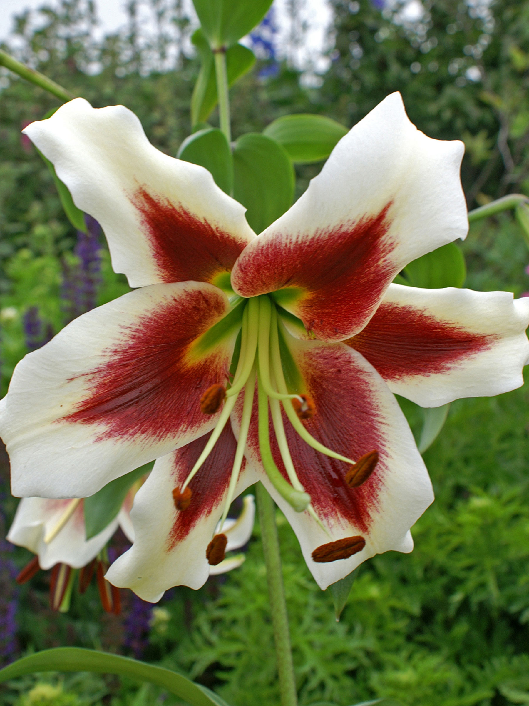 Lily Beverly Dreams | Bluestone Perennials