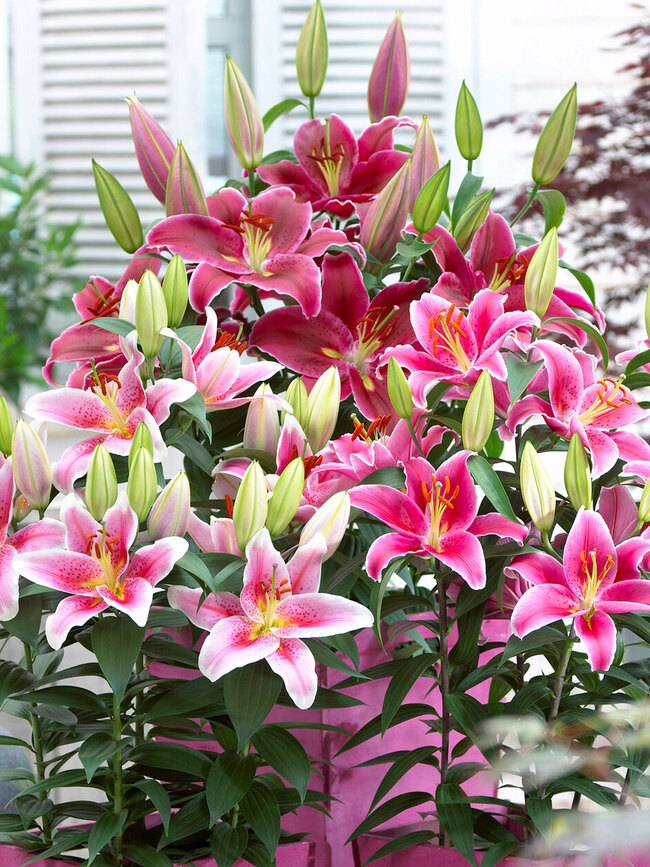 Lily Border Garden