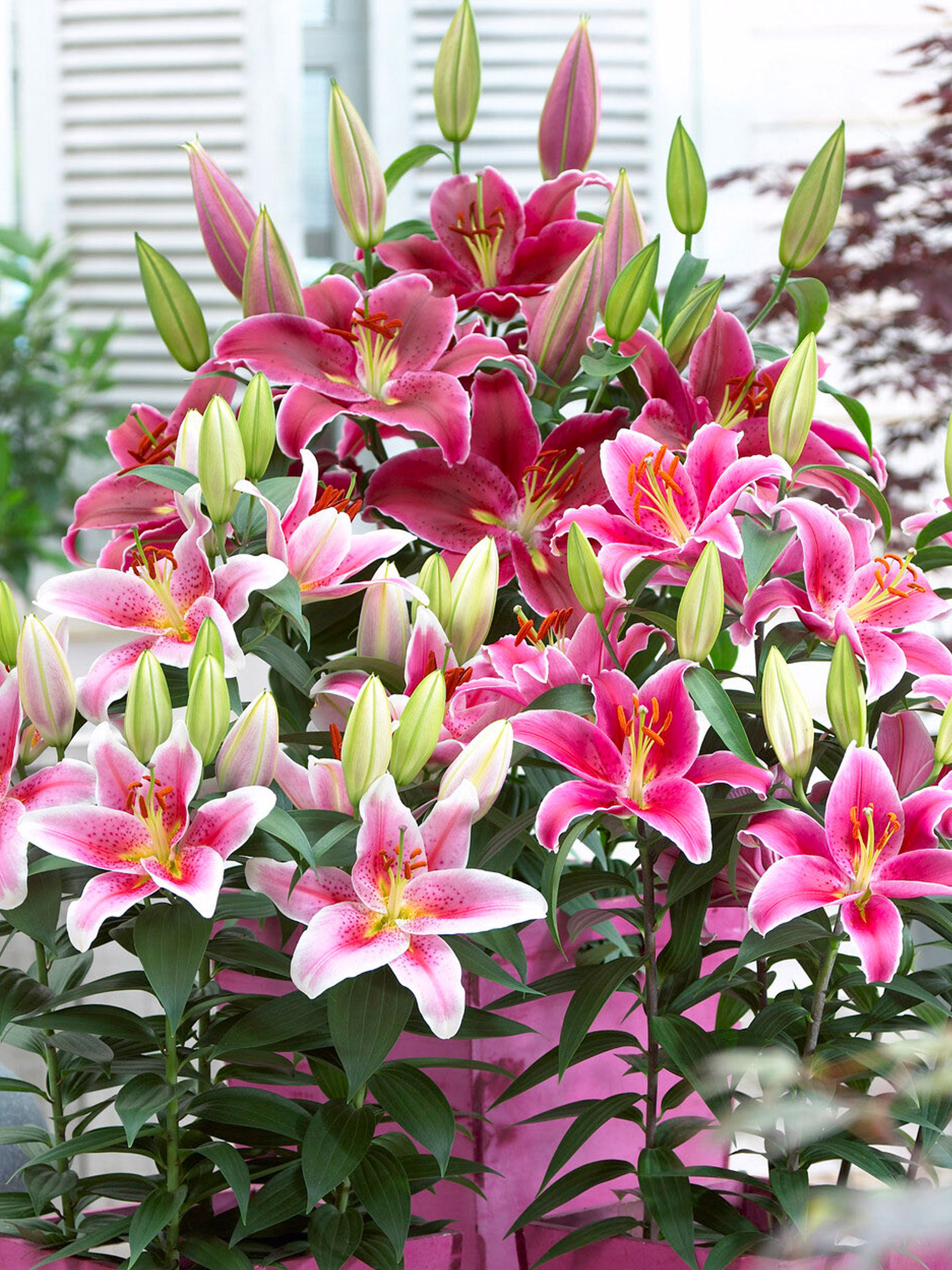 ✿Lily..'s ✿Garden*✿ページ BLIBG-0-Lily-Border-Garden-
