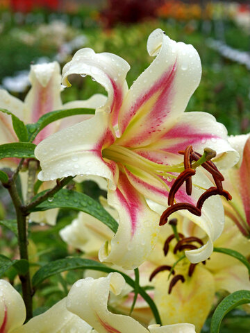 Lily Bonbini | Bluestone Perennials