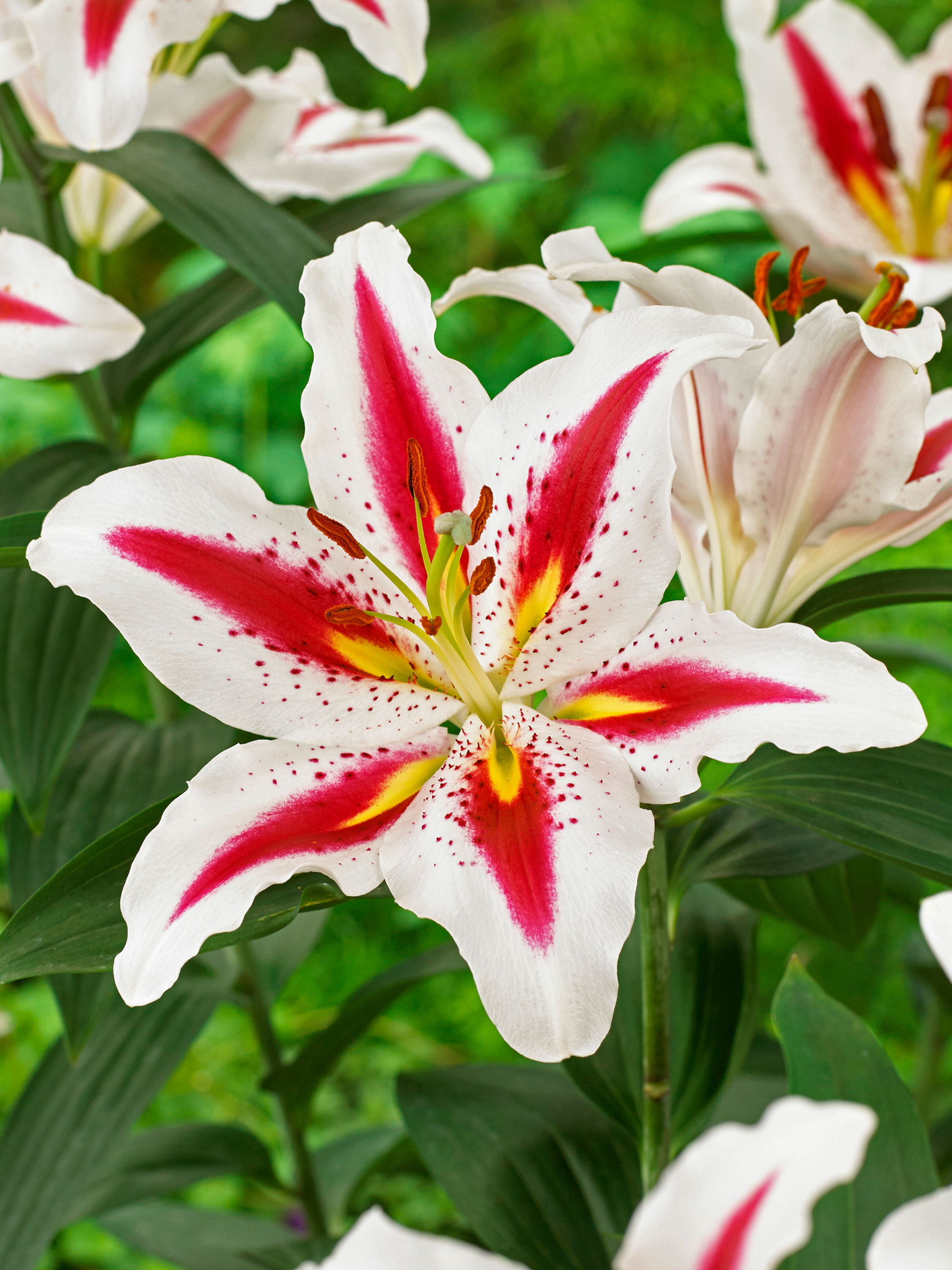 Lily Big Smile | Bluestone Perennials