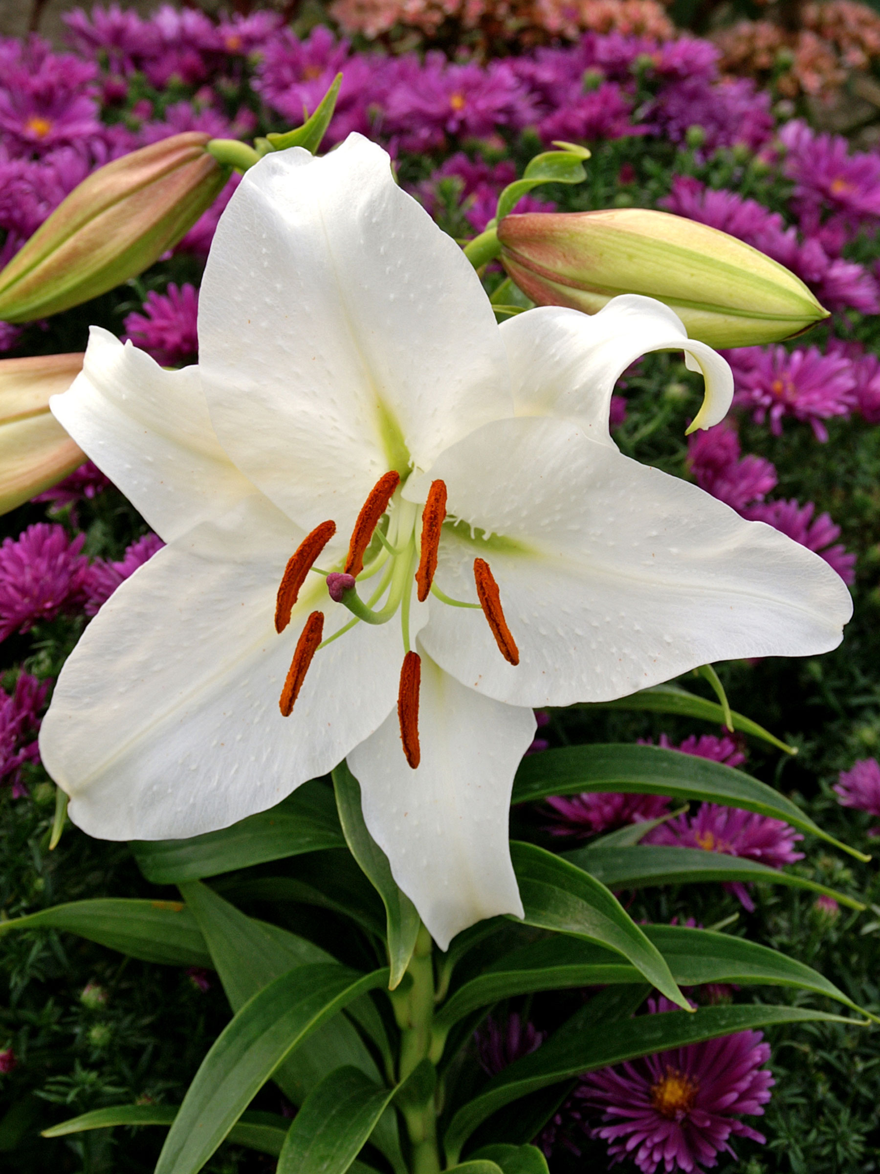 Lily Casa Blanca Oriental | Bluestone Perennials