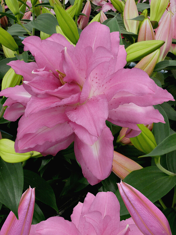 Lily Lotus Dream