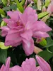 Lily Lotus Dream