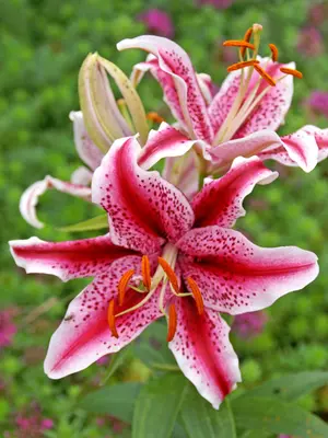 lily Asiatic Lily Mixture Super Sak | Breck's