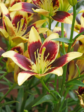 Photo of Lily Easy Dance Asiatic 