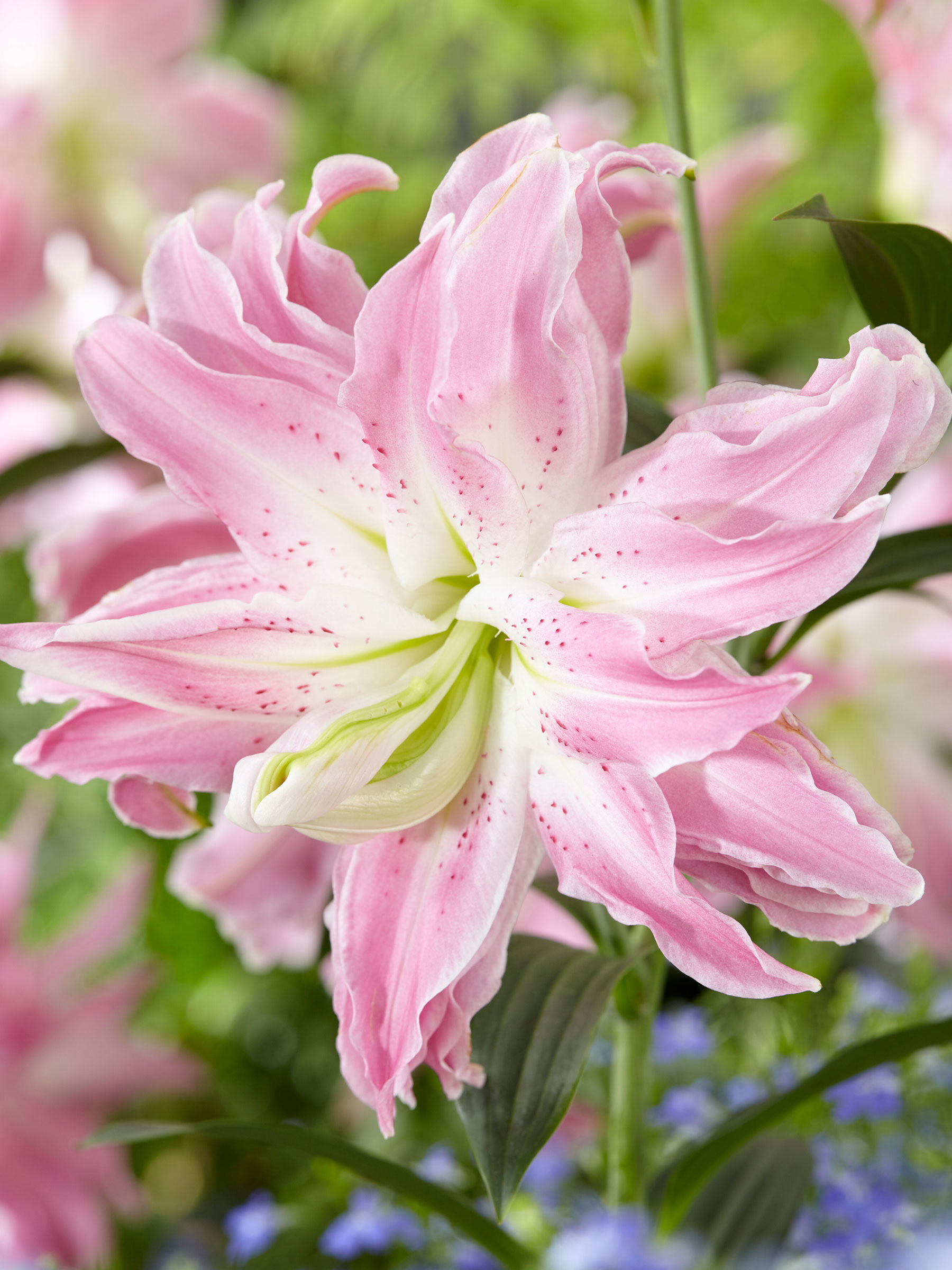 Lily Lotus Elegance | Bluestone Perennials