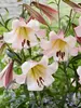 Lily Eastern Moon