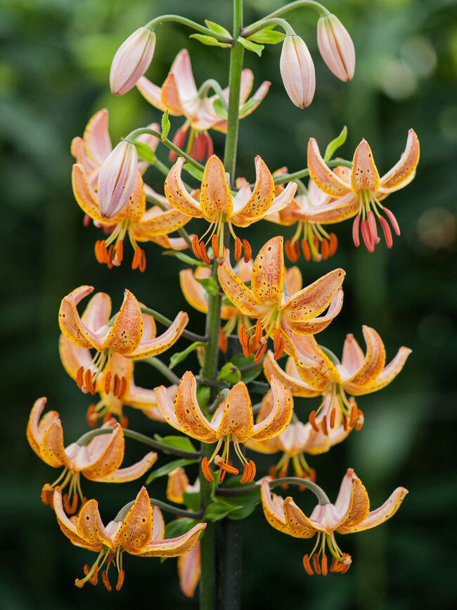 Lily Guinea Gold