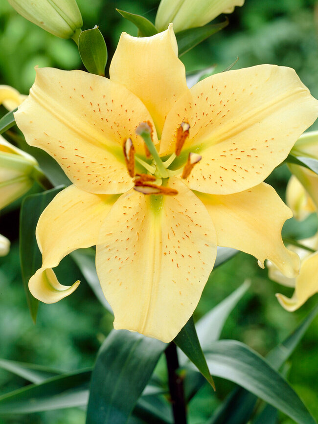 Lily Golden Star Gazer