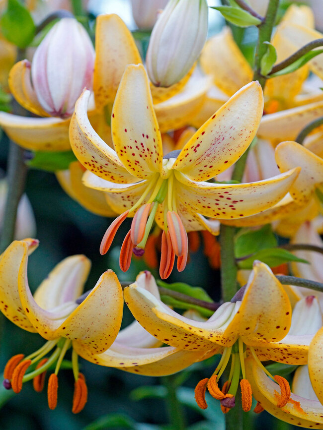 Lilium Guinea White