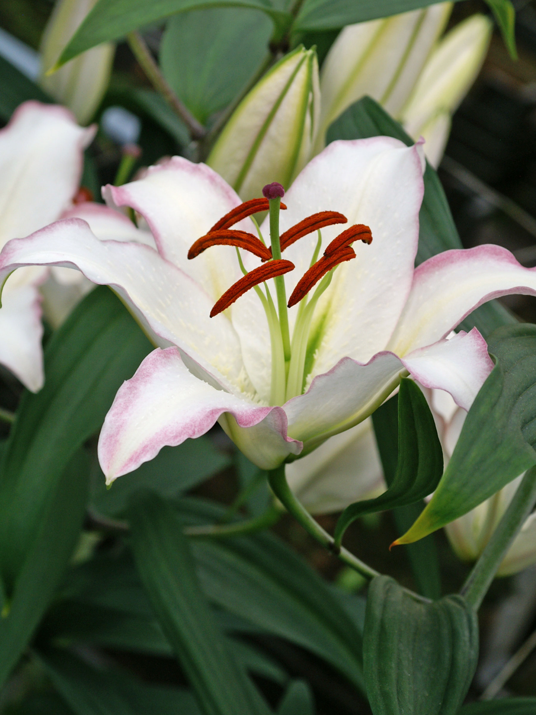 BLIHO-0-Lilium-Hotline-dv.jpg