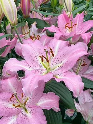 Lily Tiger Edition Oriental | Bluestone Perennials
