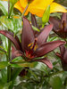 Lily Landini Asiatic