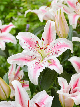 Photo of LILY LOVELY DAY ORIENTAL (x2)