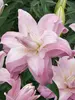 Lily Lotus Queen
