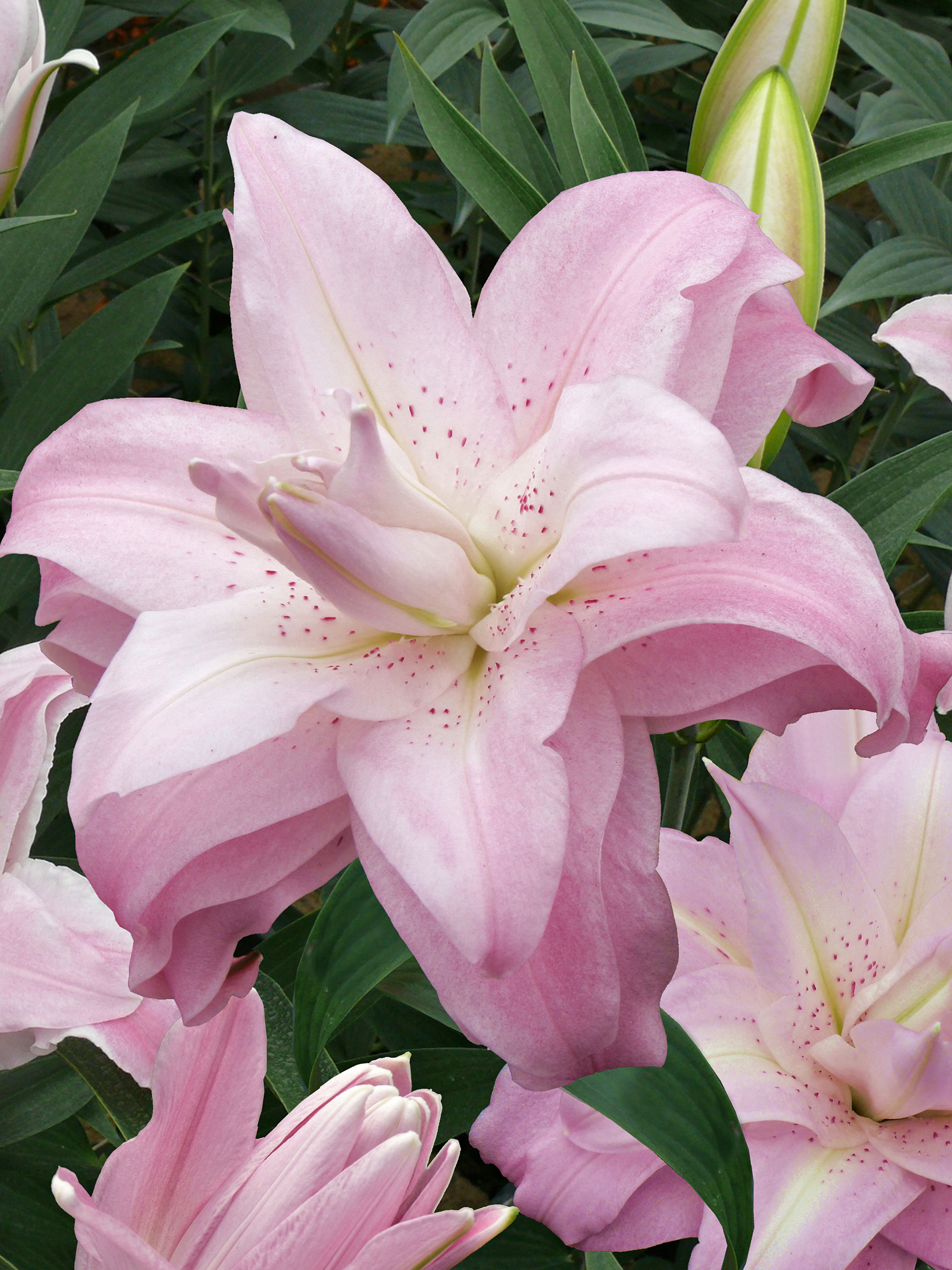 Lily Lotus Queen | Bluestone Perennials