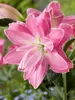 Lily Lotus Wonder