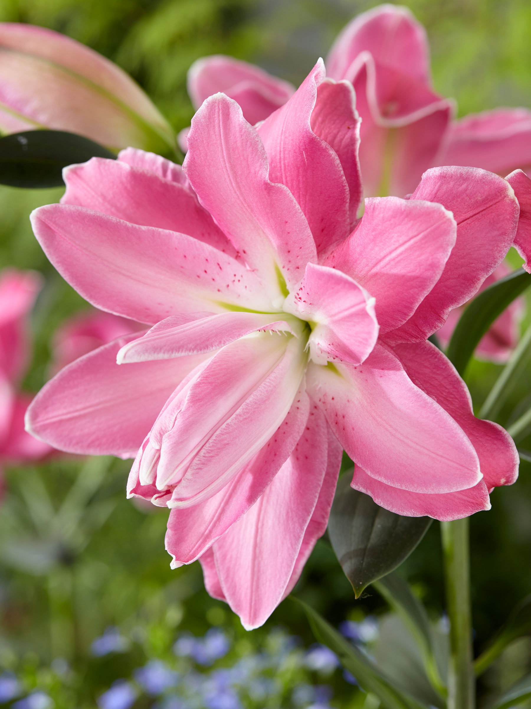 Lily Lotus Wonder | Bluestone Perennials