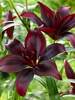 Lily Mapira Asiatic